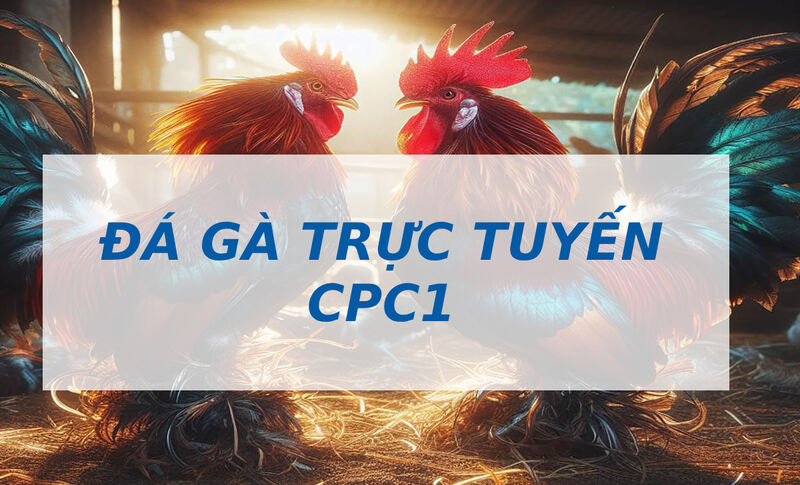 Các loại hình cược phổ biến trong Đá Gà Trực Tiếp Cpc1