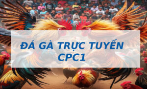Tìm hiểu sơ lược về chọi gà Campuchia C1